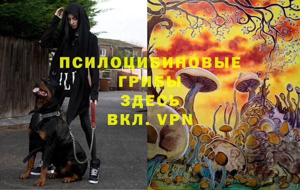 шишки Абинск